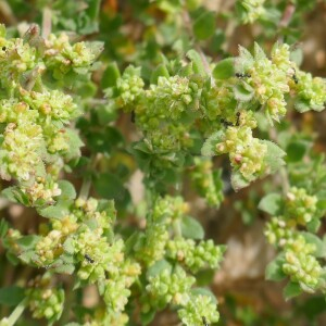 Photographie n°2564608 du taxon Herniaria ciliolata Melderis [1957]