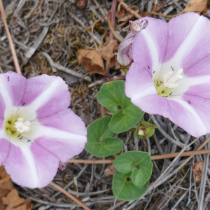 Photographie n°2564614 du taxon Convolvulus soldanella L. [1753]