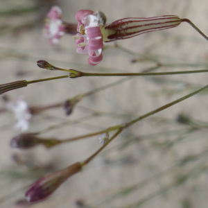 Photographie n°2564632 du taxon Silene portensis L. [1753]