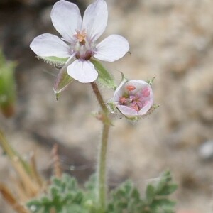 Photographie n°2564648 du taxon Erodium lebelii Jord. [1852]