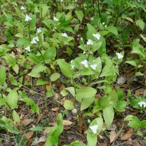 Photographie n°2564670 du taxon Tradescantia fluminensis Vell. [1829]