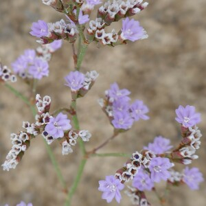 Photographie n°2564672 du taxon Limonium auriculiursifolium (Pourr.) Druce [1928]