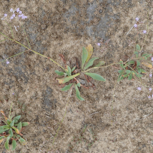 Photographie n°2564676 du taxon Limonium auriculiursifolium (Pourr.) Druce [1928]