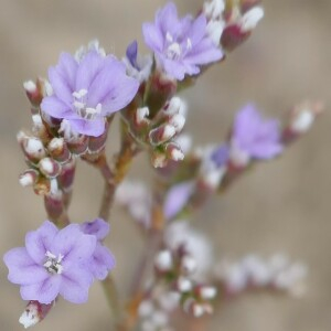 Photographie n°2564677 du taxon Limonium auriculiursifolium (Pourr.) Druce [1928]