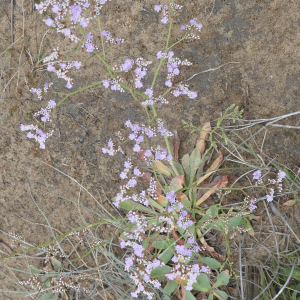 Photographie n°2564679 du taxon Limonium auriculiursifolium (Pourr.) Druce [1928]