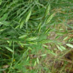 Photographie n°2564696 du taxon Bromus commutatus Schrad. [1806]