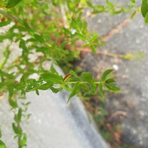 Photographie n°2564710 du taxon Hypericum perforatum var. latifolium W.D.J.Koch [1844]