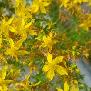 Photographie n°2564711 du taxon Hypericum perforatum var. latifolium W.D.J.Koch [1844]