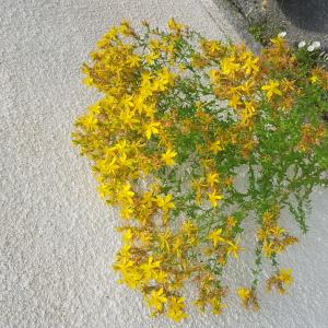 Photographie n°2564712 du taxon Hypericum perforatum var. latifolium W.D.J.Koch [1844]
