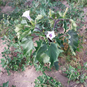 Photographie n°2564730 du taxon Datura stramonium subsp. tatula (L.) Nyman [1881]