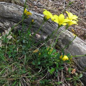 Photographie n°2564733 du taxon Linum campanulatum L.