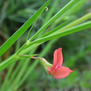 Photographie n°2564749 du taxon Lathyrus sphaericus Retz.