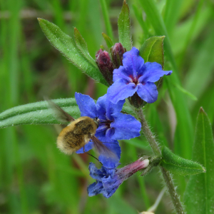Photographie n°2564754 du taxon Buglossoides purpurocaerulea (L.) I.M.Johnst.