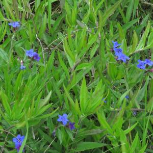 Photographie n°2564755 du taxon Buglossoides purpurocaerulea (L.) I.M.Johnst.