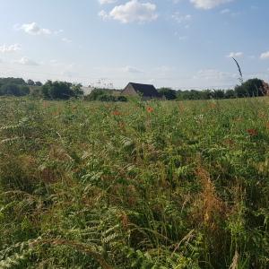 Photographie n°2564760 du taxon Papaver rhoeas