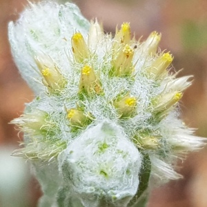 Photographie n°2564769 du taxon Filago germanica (L.) L.