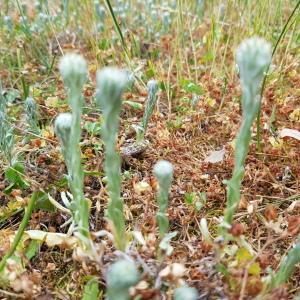 Photographie n°2564770 du taxon Filago germanica (L.) L.