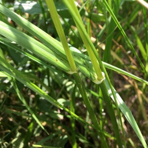  - Lolium arundinaceum subsp. arundinaceum