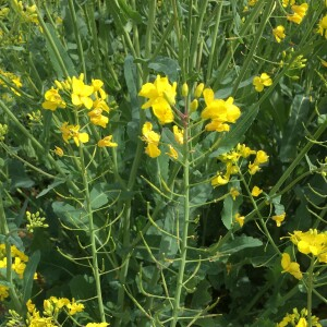 Photographie n°2564800 du taxon Brassica napus var. napus