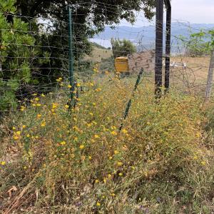 Photographie n°2564808 du taxon Glebionis segetum (L.) Fourr. [1869]