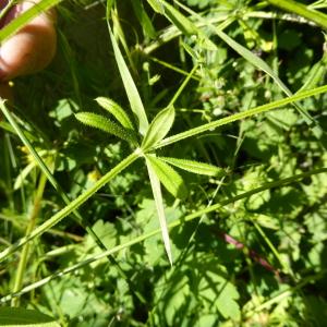 Photographie n°2564833 du taxon Galium aparine L. [1753]