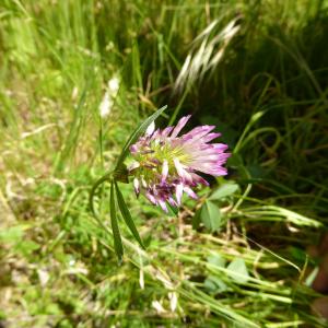 Photographie n°2564845 du taxon Trifolium pratense L. [1753]