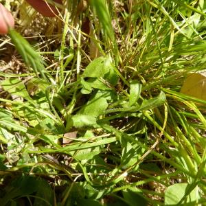 Photographie n°2564854 du taxon Bellis perennis L. [1753]