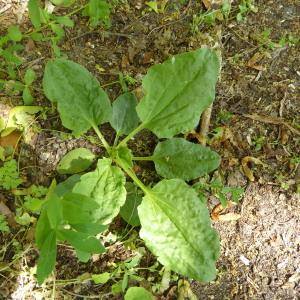 Photographie n°2564863 du taxon Plantago major L.