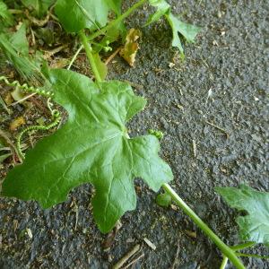 Photographie n°2564875 du taxon Bryonia dioica Jacq. [1774]