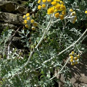 Photographie n°2564891 du taxon Jacobaea maritima (L.) Pelser & Meijden [2005]