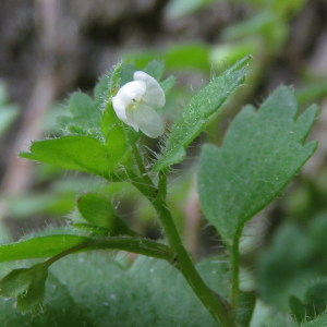 Photographie n°2564919 du taxon Veronica cymbalaria Bodard