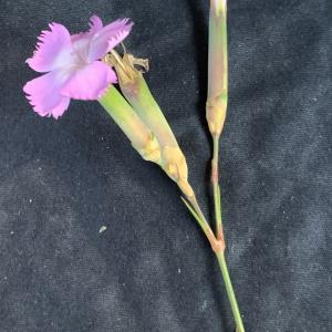 Photographie n°2564963 du taxon Dianthus gyspergerae Rouy [1903]