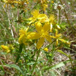 Photographie n°2565012 du taxon Hypericum perforatum L. [1753]