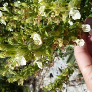 Photographie n°2565026 du taxon Teucrium flavum L. [1753]