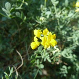 Photographie n°2565033 du taxon Coronilla minima L. [1756]