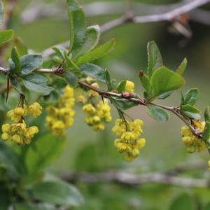 Photographie n°2565048 du taxon Berberis vulgaris L.