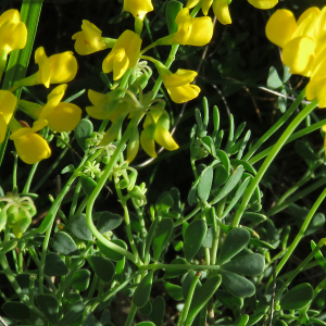 Photographie n°2565083 du taxon Coronilla minima L.