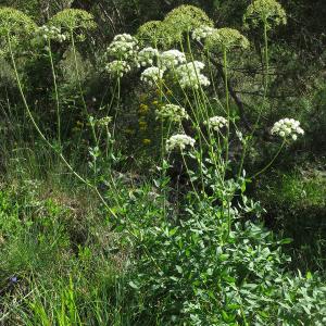 Photographie n°2565090 du taxon Siler montanum Crantz