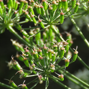 Photographie n°2565093 du taxon Siler montanum Crantz