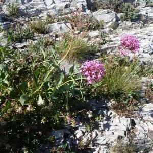 Photographie n°2565094 du taxon Centranthus ruber (L.) DC. [1805]