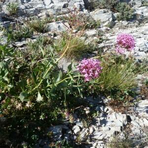 Photographie n°2565095 du taxon Centranthus ruber (L.) DC. [1805]