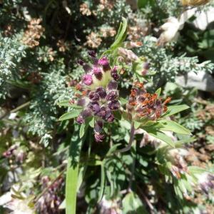 Photographie n°2565099 du taxon Anthyllis vulneraria L. [1753]