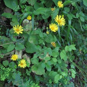 Photographie n°2565101 du taxon Doronicum pardalianches L.