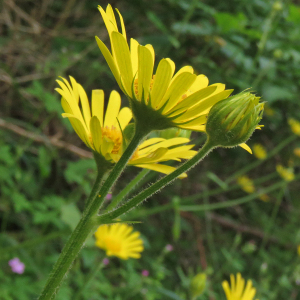 Photographie n°2565102 du taxon Doronicum pardalianches L.