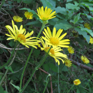 Photographie n°2565104 du taxon Doronicum pardalianches L.