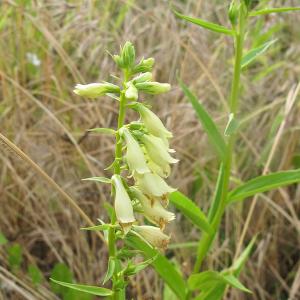 Photographie n°2565155 du taxon Digitalis lutea L. [1753]