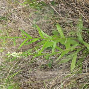 Photographie n°2565156 du taxon Digitalis lutea L. [1753]