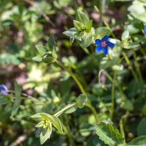 Photographie n°2565164 du taxon Lysimachia foemina (Mill.) U.Manns & Anderb.