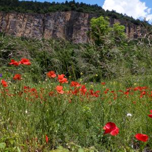 Photographie n°2565180 du taxon Papaver rhoeas L.