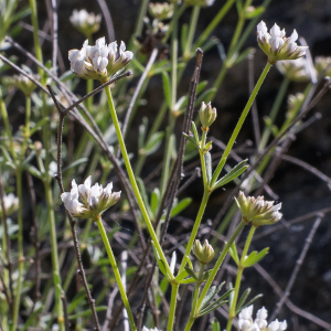 Photographie n°2565202 du taxon Lotus dorycnium L.